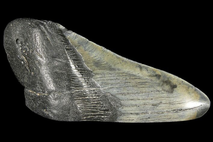 4.89" Fossil Megalodon Tooth "Paper Weight"